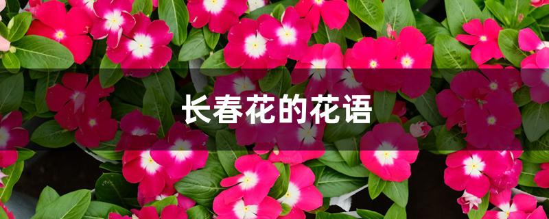 长春花的花语 长春花的花语