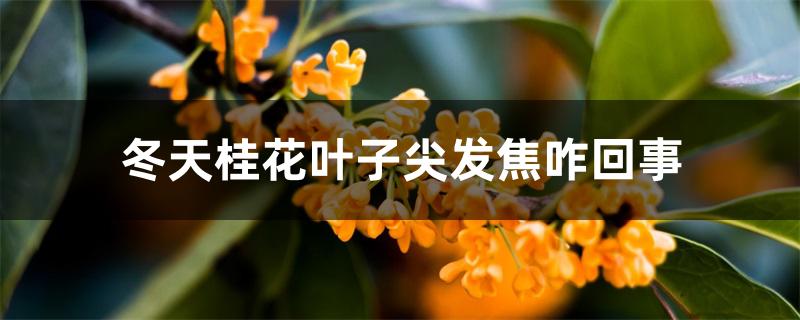 冬天桂花叶子尖发焦咋回事 冬天桂花叶子尖发焦咋回事