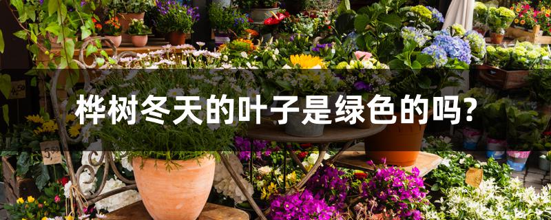 桦树冬天的叶子是绿色的吗? 桦树冬天的叶子是绿色的吗?