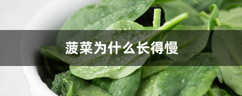 菠菜为什么长得慢 菠菜为什么长得慢