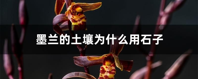墨兰的土壤为什么用石子 墨兰的土壤为什么用石子