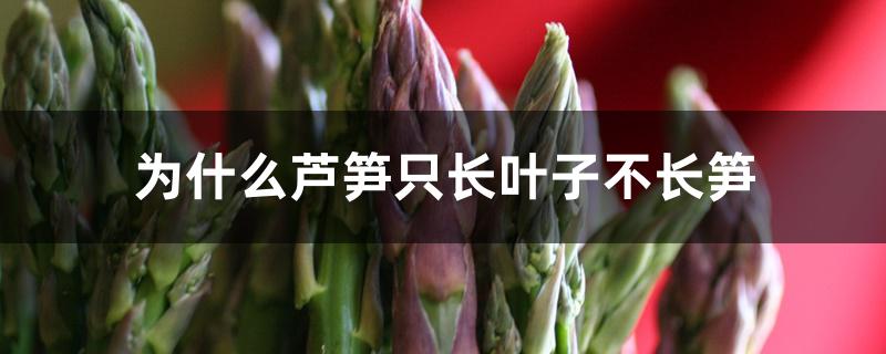 为什么芦笋只长叶子不长笋 为什么芦笋只长叶子不长笋