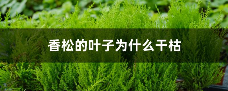 香松的叶子为什么干枯 香松的叶子为什么干枯