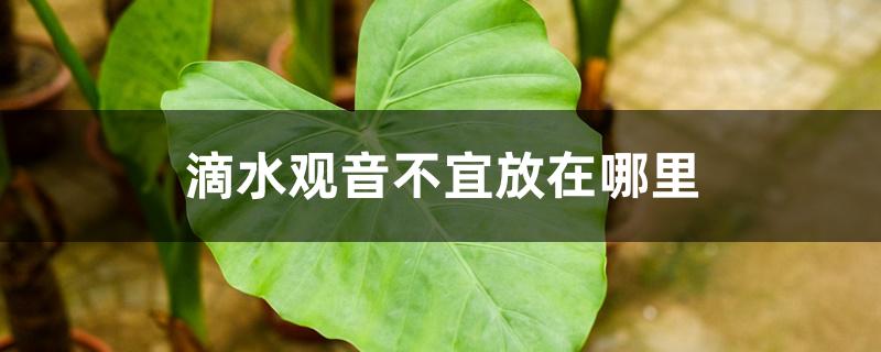 滴水观音不宜放在哪里 滴水观音不宜放在哪里