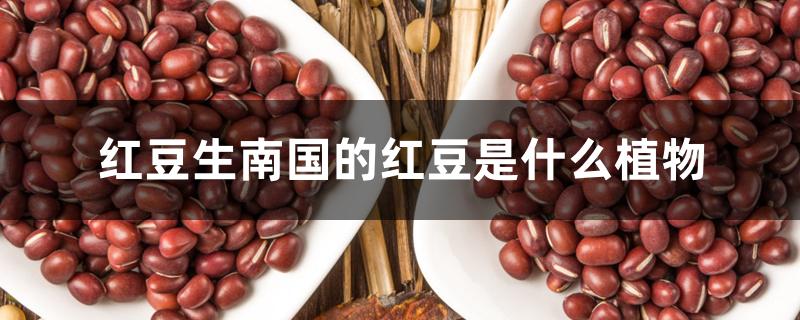 红豆生南国的红豆是什么植物 红豆生南国的红豆是什么植物