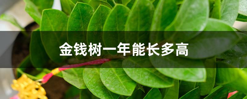 金钱树一年能长多高 金钱树一年能长多高