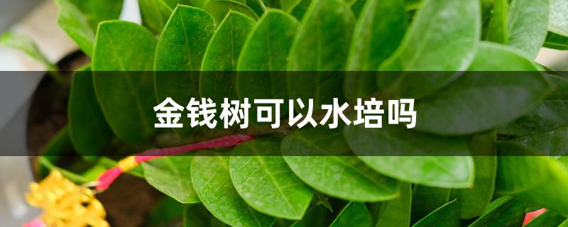 金钱树可以水培吗 金钱树可以水培吗