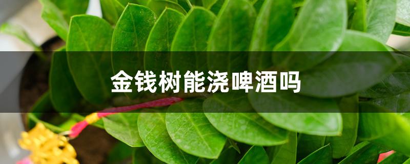 金钱树能浇啤酒吗 金钱树能浇啤酒吗