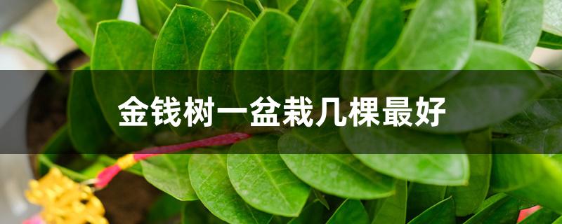 金钱树一盆栽几棵最好 金钱树一盆栽几棵最好