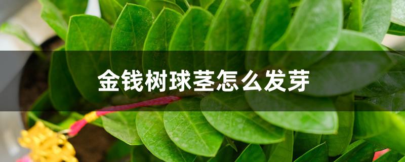 金钱树球茎怎么发芽 金钱树球茎怎么发芽