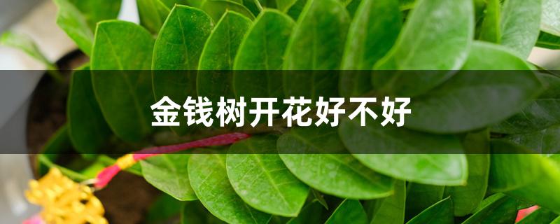 金钱树开花好不好 金钱树开花好不好