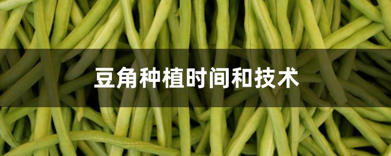 豆角种植时间和技术 豆角种植时间和技术