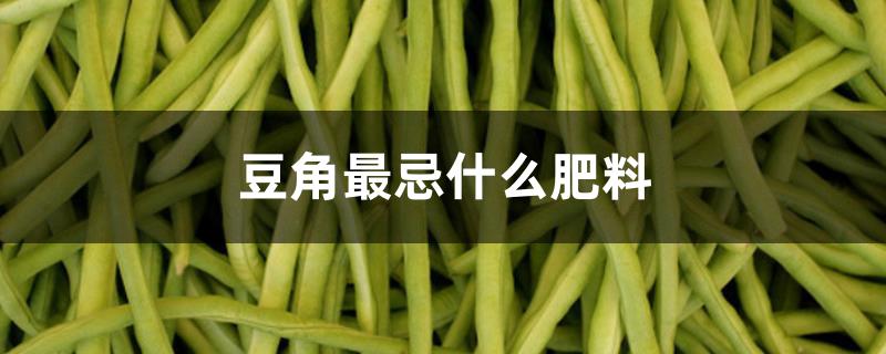豆角最忌什么肥料 豆角最忌什么肥料