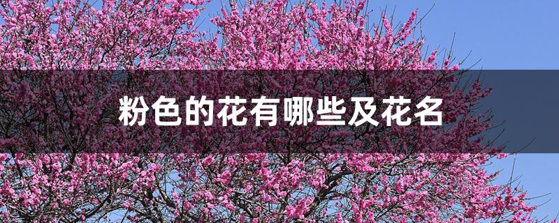 粉色的花有哪些及花名 粉色的花有哪些及花名