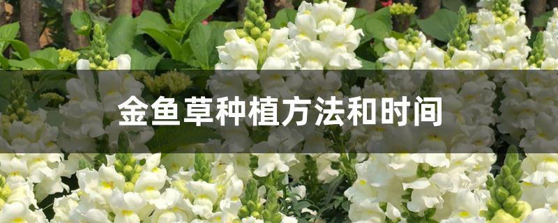 金鱼草种植方法和时间 金鱼草种植方法和时间