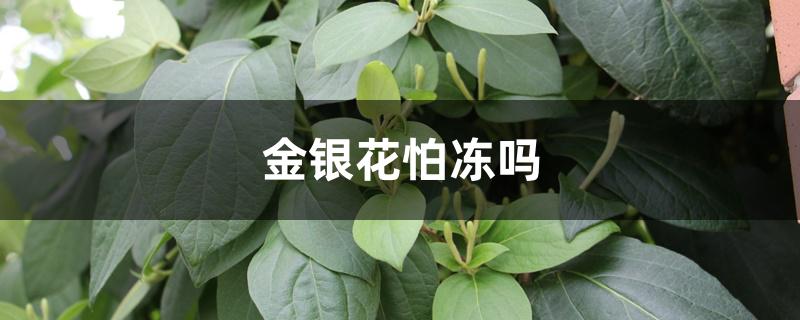 金银花怕冻吗 金银花怕冻吗
