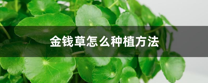 金钱草怎么种植方法