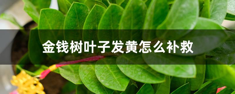 金钱树叶子发黄怎么补救 金钱树叶子发黄怎么补救