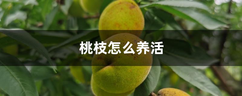 桃枝怎么养活 桃枝怎么养活