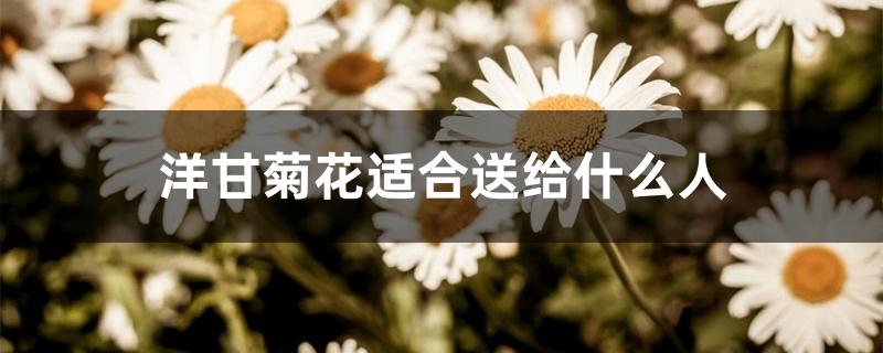 洋甘菊花适合送给什么人 洋甘菊花适合送给什么人
