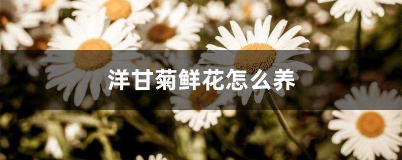 洋甘菊鲜花怎么养 洋甘菊鲜花怎么养