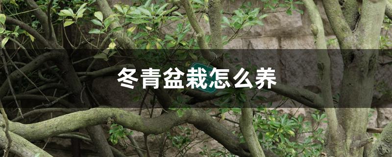 冬青盆栽怎么养