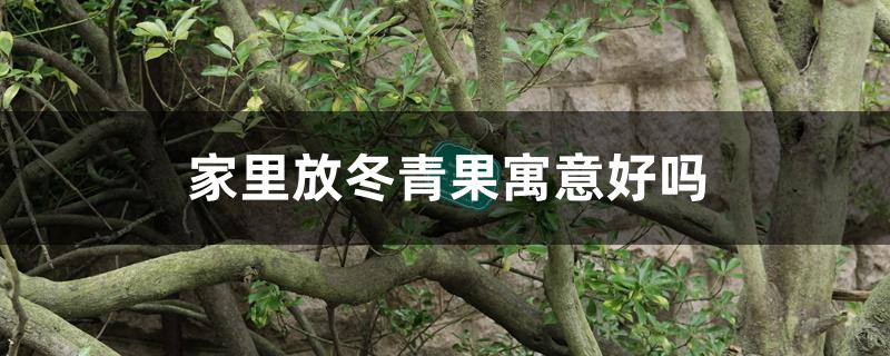家里放冬青果寓意好吗 家里放冬青果寓意好吗