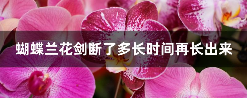 蝴蝶兰花剑断了多长时间再长出来 蝴蝶兰花剑断了多长时间再长出来
