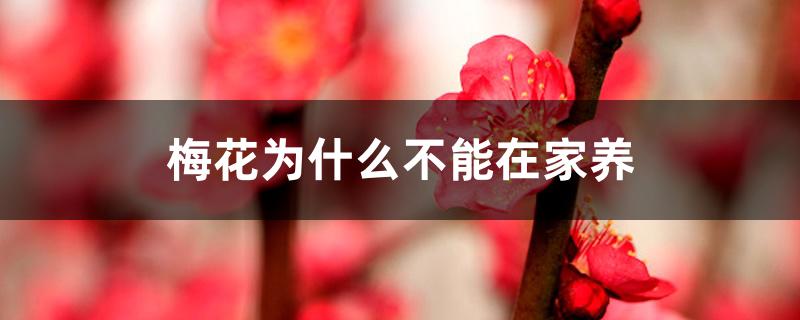 梅花为什么不能在家养 梅花为什么不能在家养