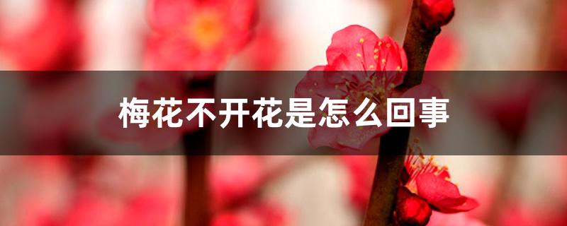 梅花不开花是怎么回事 梅花不开花是怎么回事