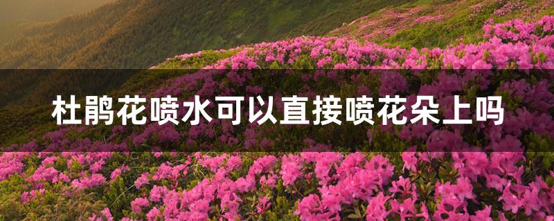 杜鹃花喷水可以直接喷花朵上吗 杜鹃花喷水可以直接喷花朵上吗