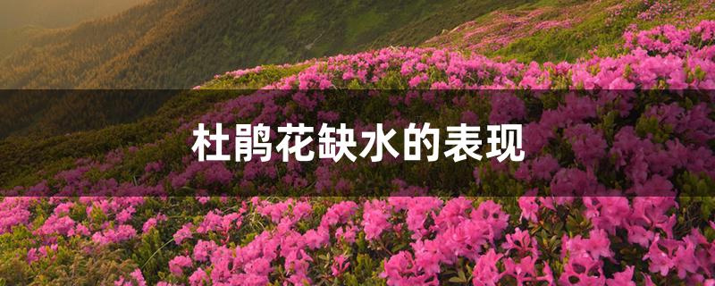 杜鹃花缺水的表现 杜鹃花缺水的表现