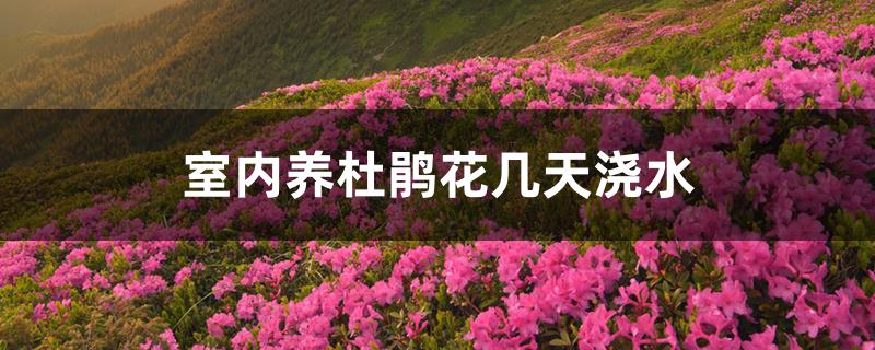 室内养杜鹃花几天浇水 室内养杜鹃花几天浇水