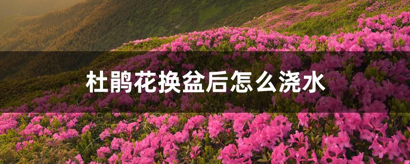 杜鹃花换盆后怎么浇水 杜鹃花换盆后怎么浇水