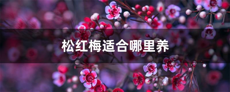 松红梅适合哪里养 松红梅适合哪里养