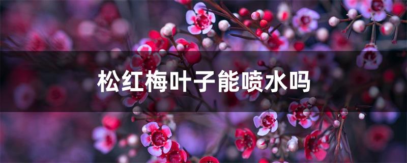 松红梅叶子能喷水吗 松红梅叶子能喷水吗