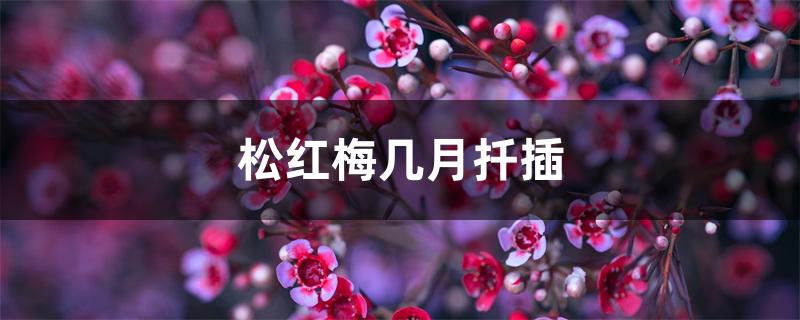 松红梅几月扦插 松红梅几月扦插