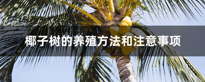 椰子树的养殖方法和注意事项 椰子树的养殖方法和注意事项