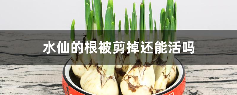水仙的根被剪掉还能活吗 水仙的根被剪掉还能活吗