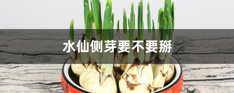 水仙侧芽要不要掰 水仙侧芽要不要掰