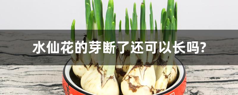水仙花的芽断了还可以长吗? 水仙花的芽断了还可以长吗?