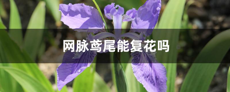 网脉鸢尾能复花吗 网脉鸢尾能复花吗