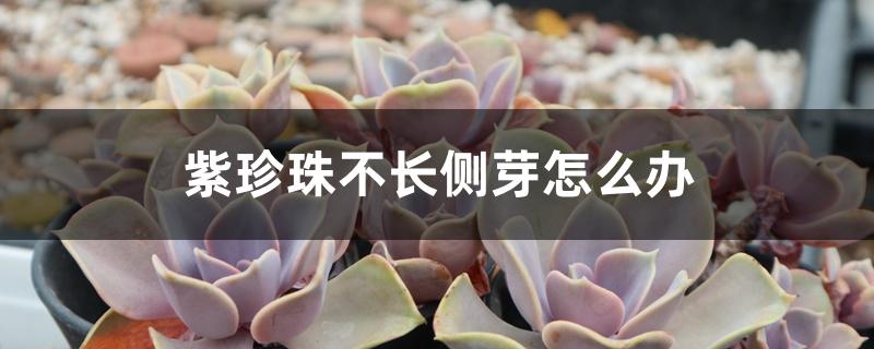 紫珍珠不长侧芽怎么办