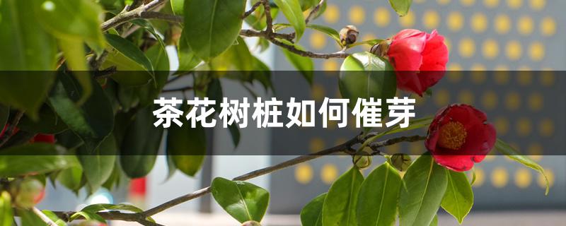 茶花树桩如何催芽 茶花树桩如何催芽