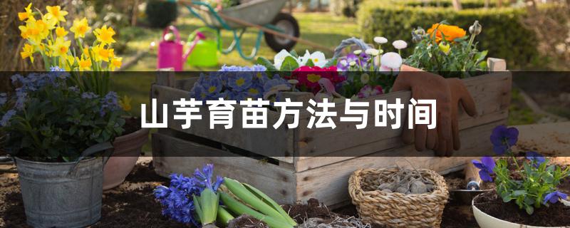 山芋育苗方法与时间 山芋育苗方法与时间