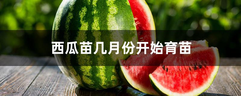 西瓜苗几月份开始育苗 西瓜苗几月份开始育苗