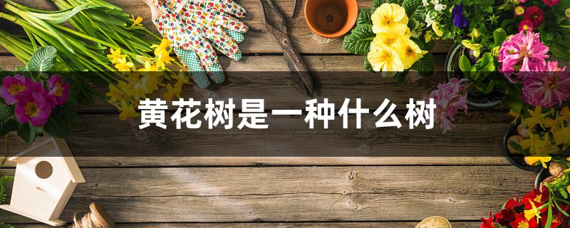 黄花树是一种什么树 黄花树是一种什么树