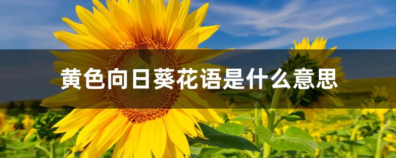 黄色向日葵花语是什么意思 黄色向日葵花语是什么意思