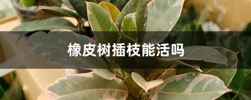 橡皮树插枝能活吗 橡皮树插枝能活吗