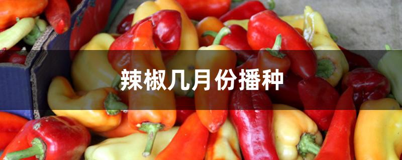辣椒几月份播种 辣椒几月份播种